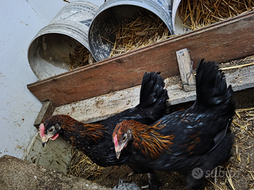 Giovani galli marans