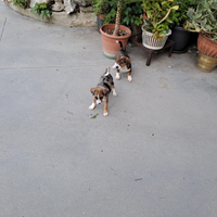 Cuccioli di Bassotto x pincher