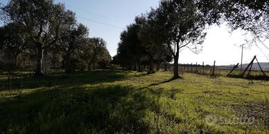 Oliveto 