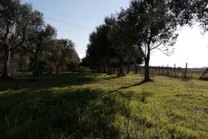 Oliveto 