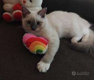Cucciola Ragdoll
