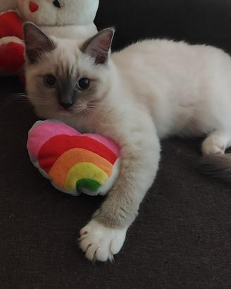 Cucciola Ragdoll