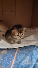 Cuccioli british longhair
