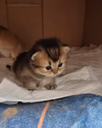 Cuccioli british longhair