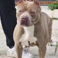 Pitbull maschio