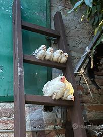 Gallinelle Chabo