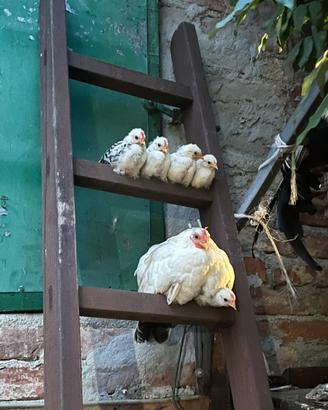 Gallinelle Chabo