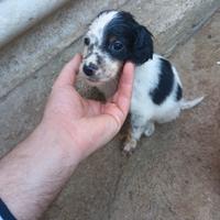 Cuccioli di setter inglese