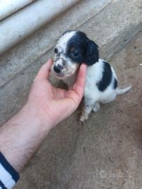 Cuccioli di setter inglese
