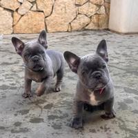 Bulldog francese