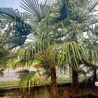 Palme per il giardino