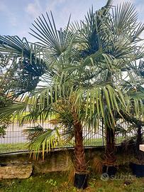 Palme per il giardino