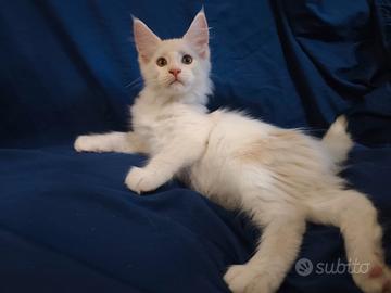 Cuccioli Maine coon pronti per la loro nuova casa