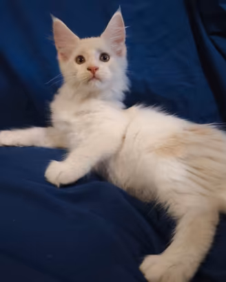 Cuccioli Maine coon pronti per la loro nuova casa