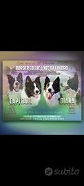 Border Collie -- Cuccioli