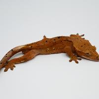 Super dalmatian confetti