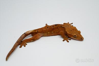 Super dalmatian confetti