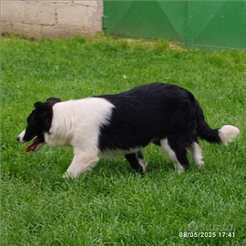 Cuccioli border collie con pedigree