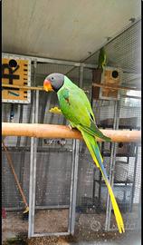 Coppia Psittacula Himalayana