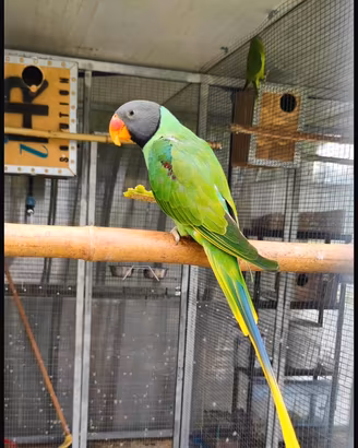 Coppia Psittacula Himalayana