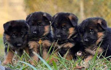 Cuccioli pastore tedesco