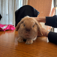 Conigli minilop con certificato