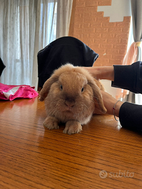 Conigli minilop con certificato
