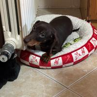 Bassotto originale cioccolato