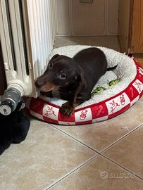 Bassotto originale cioccolato