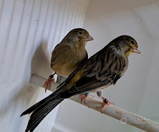 Coppia riproduttrice canarini selvatici