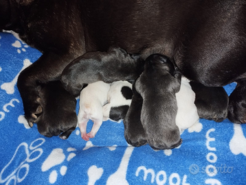 Cuccioli di Bulldog francese