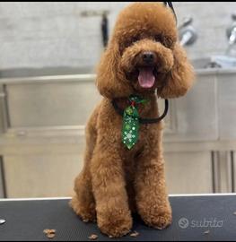 Barboncino Nano color miele disponibile per monta