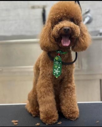 Barboncino Nano color miele disponibile per monta