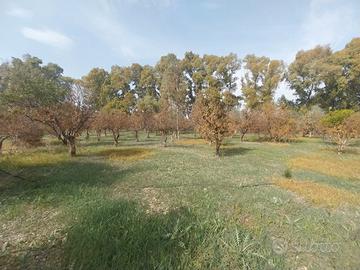 Frutteto 4865mq Monastir piscina de s'acqua