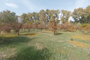 Frutteto 4865mq Monastir piscina de s'acqua
