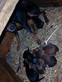 Cuccioli di pinscher toy