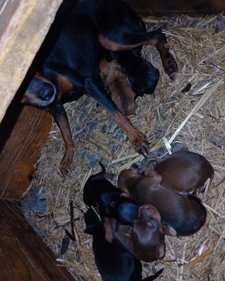 Cuccioli di pinscher toy