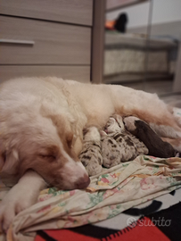 Ciccioli Pastore Australiano Australian Shepherd