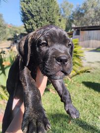 Cuccioli Cane Corso