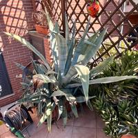 omaggio Agave con vaso 