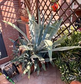 omaggio Agave con vaso 