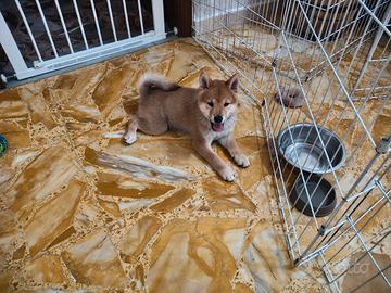 Cucciolo Shiba Inu con Pedigree ENCI
