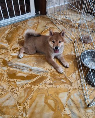 Cucciolo Shiba Inu con Pedigree ENCI