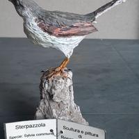 Sterpazzola in scultura di argilla