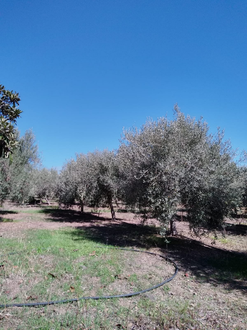 Vendita Terreno Agricolo - Vista 4