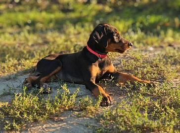 Dobermann