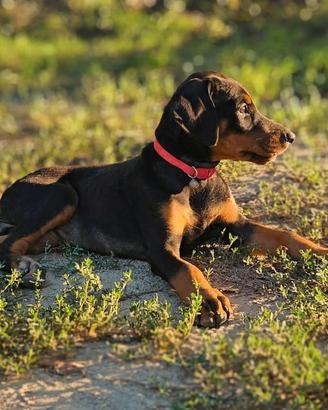 Dobermann
