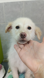 Meravigliosa cucciola