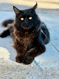 Maine coon per monta