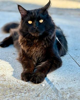 Maine coon per monta